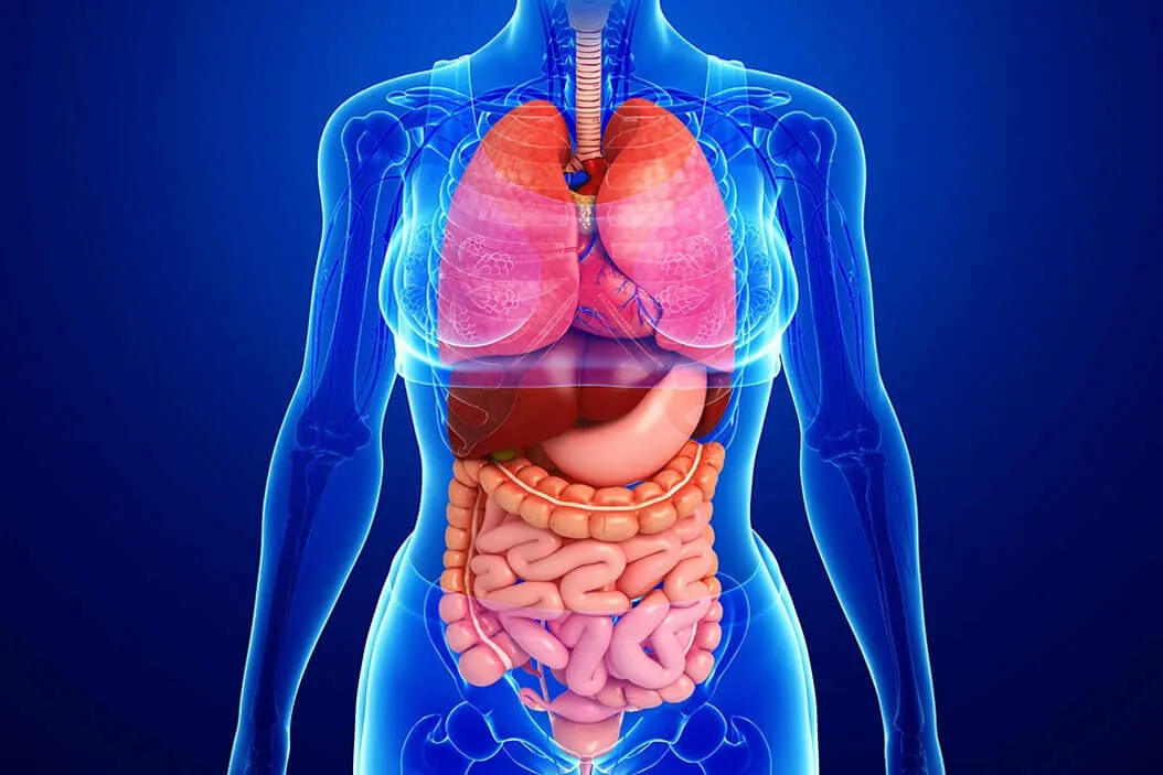 Imagen de referencia para Trastornos digestivos y gastrointestinales